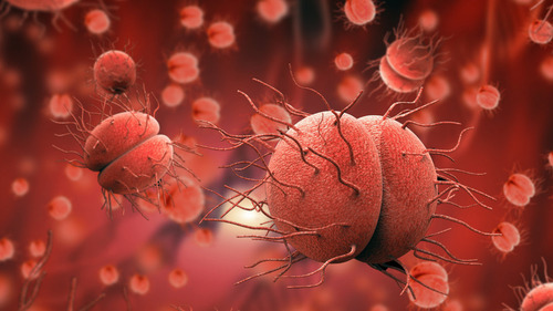 Цагаан сараар менингококкт халдвар эрс нэмэгдэнэ